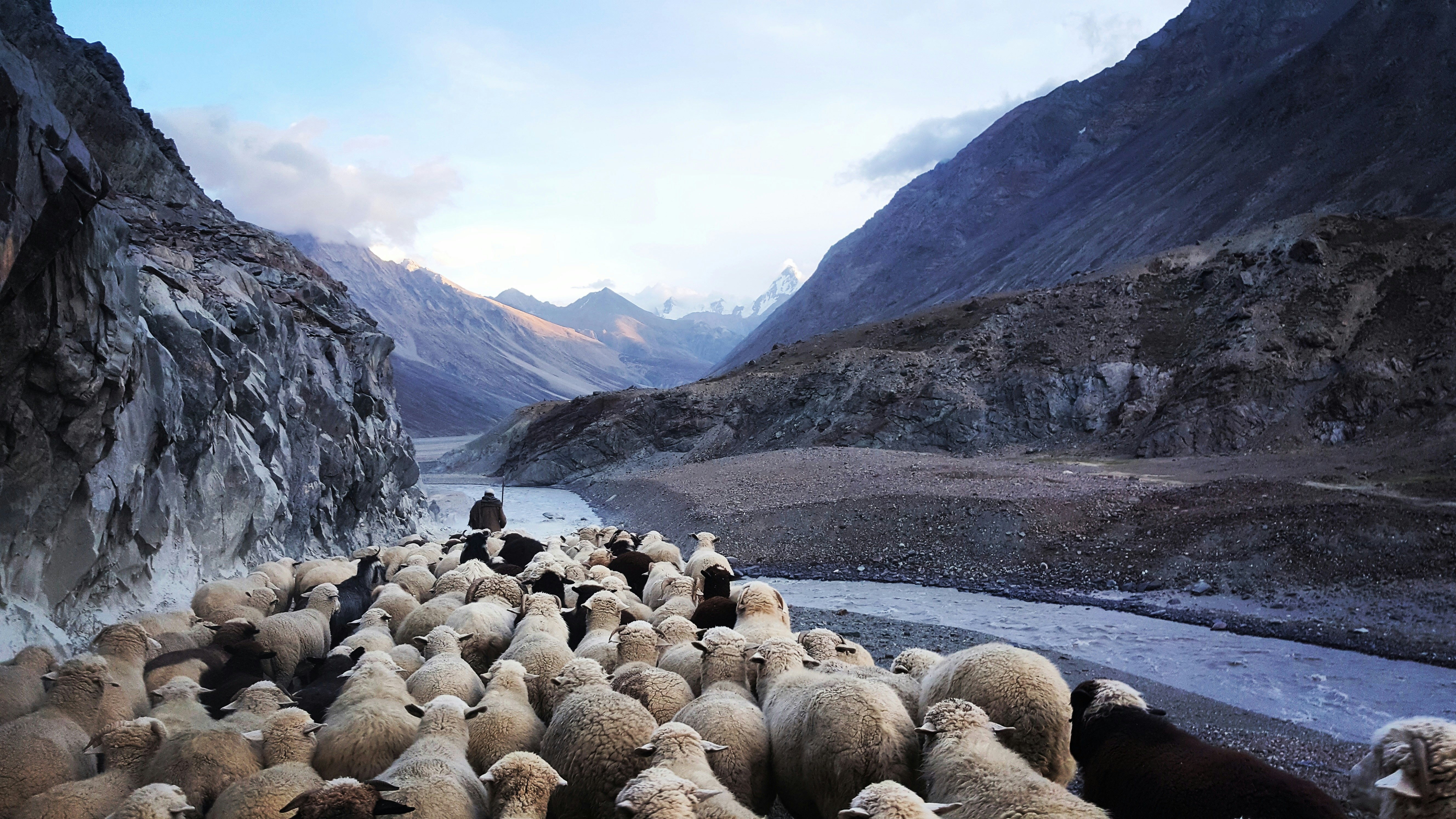 black and brown sheep close-up photography